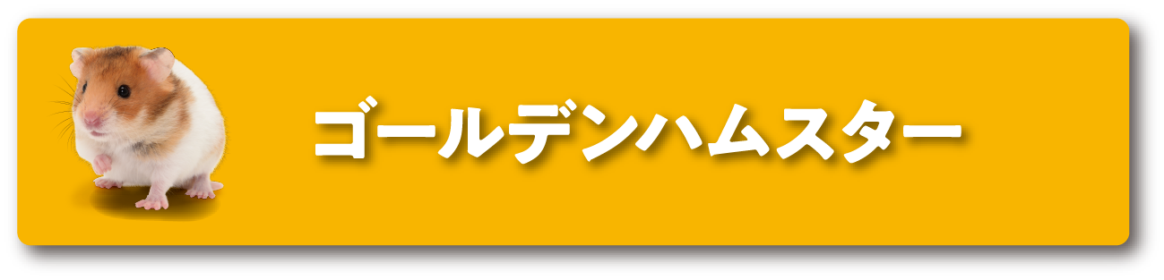ゴールデンハムスター