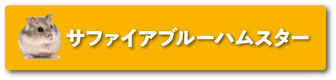 サファイアブルーハムスター　