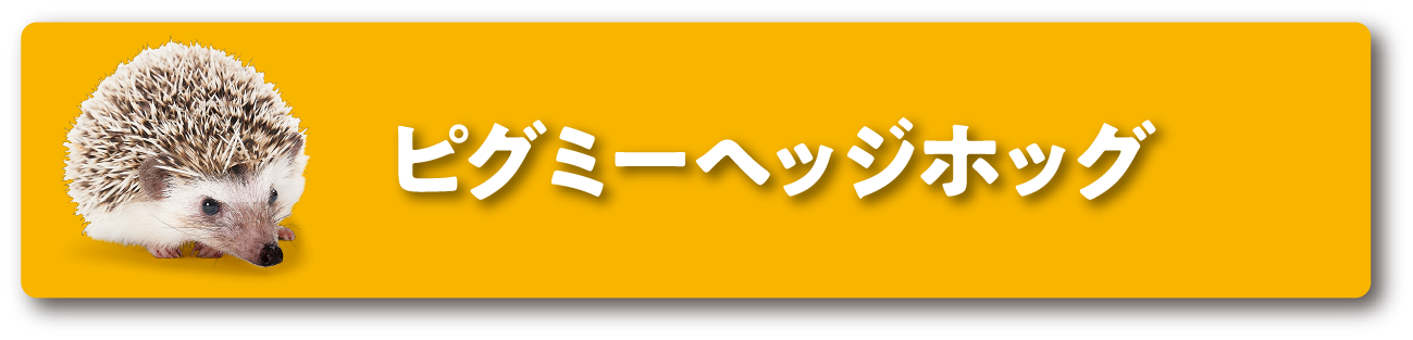 ピグミーヘッジホッグ